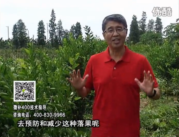 20160808珠江臺搖錢(qián)樹(shù)：柑橘?lài)娢⒀a碧力+壯力或蓋力，預防減少缺鎂落果，果硬膨大好