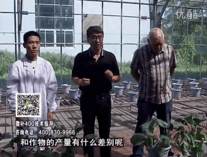 20160829珠江臺搖錢(qián)樹(shù)：微補溫室實(shí)驗：大量元素水溶肥pk添加中微量元素的差距！
