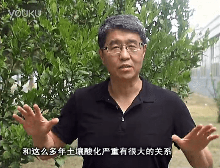 20160905珠江臺搖錢(qián)樹(shù)：柑橘秋風(fēng)一吹就黃，調酸淋沖微補調力是關(guān)鍵，同時(shí)保樹(shù)膨果
