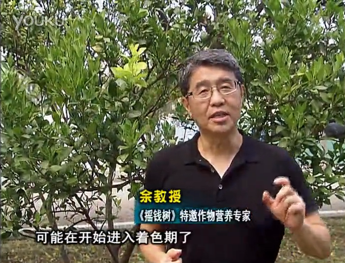 20160912珠江臺搖錢(qián)樹(shù)：柑橘用微補方案，果實(shí)著(zhù)色好，提前促花、預防落果
