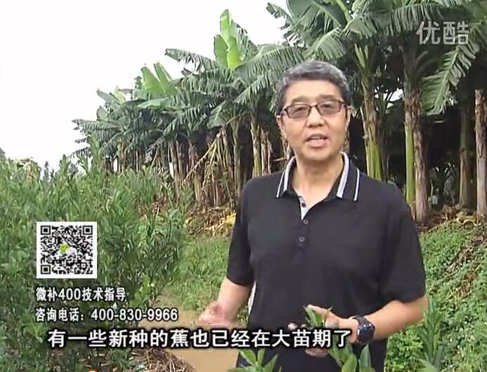 20160919珠江臺搖錢(qián)樹(shù)：香蕉淋微補根力鈣+沖力或撒倍力，噴果力+碧力，保葉膨蕉壯長(cháng)
