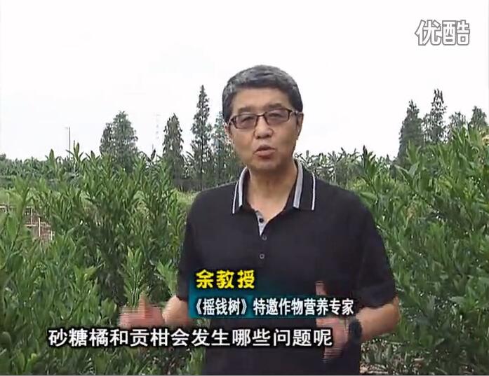 20160919珠江臺搖錢(qián)樹(shù)：柑橘用微補方案，減少秋梢落果裂果，保樹(shù)膨果好