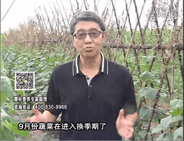 20160926珠江臺搖錢(qián)樹(shù)：換季蔬菜淋根力鈣精力促根壯長(cháng)，淋微補調力調酸減少病害