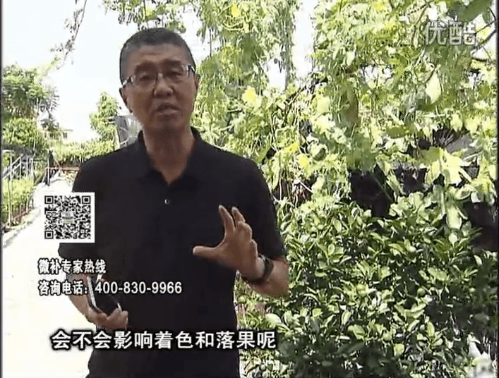 20161010珠江臺搖錢(qián)樹(shù)：柑橘葉噴微補花力+碧力，提前促花、減少梢葉黃