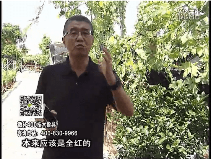 珠江臺搖錢(qián)樹(shù)：柑橘著(zhù)色葉噴紅果力，著(zhù)色均勻增甜增重