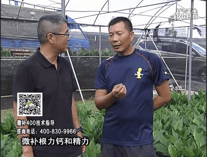 珠江臺搖錢(qián)樹(shù)：盆栽綠植澆施微補根力鈣+精力，促根多長(cháng)勢青綠
