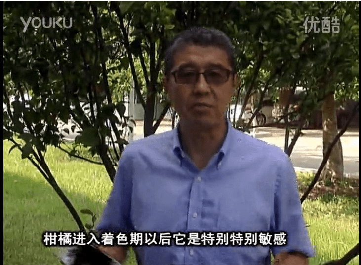 20161031珠江臺搖錢(qián)樹(shù)：柑橘?lài)娂t果力、蓋力 鈣足果硬、裂果霜凍少