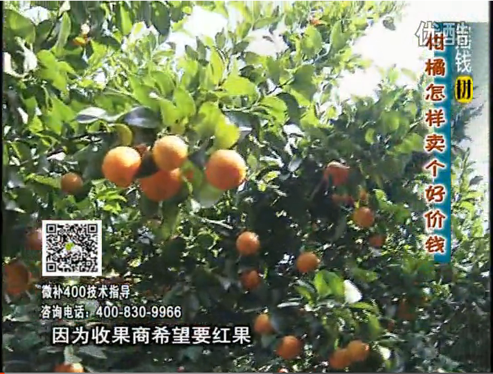 20161107珠江臺搖錢(qián)樹(shù)：柑橘?lài)娛┪⒀a紅果力、蓋力，增甜增重賣(mài)價(jià)高