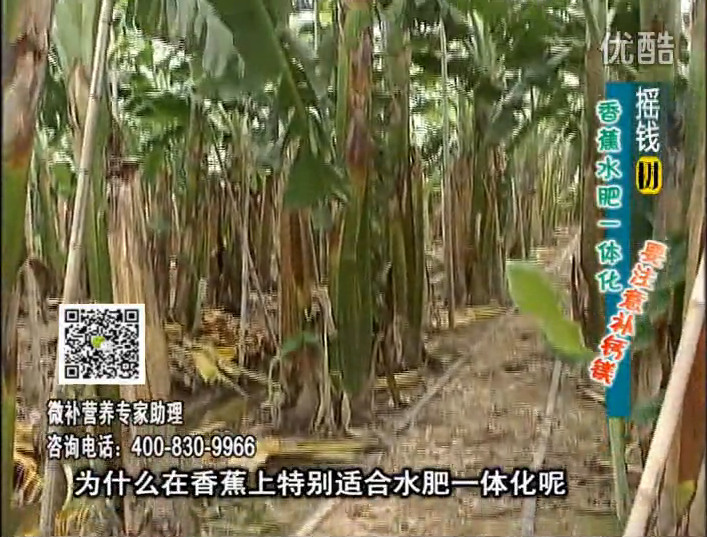 20161107珠江臺搖錢(qián)樹(shù)：香蕉水肥一體化，用微補方案科學(xué)施肥