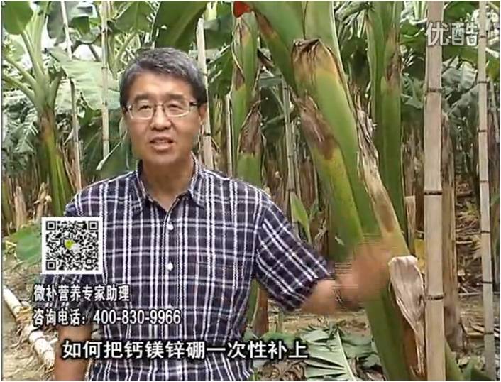 20161121珠江臺搖錢(qián)樹(shù)：香蕉撒施微補倍力，促根壯長(cháng)、預防黃葉、提高產(chǎn)量