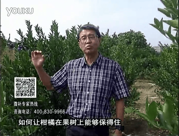 20161128珠江臺搖錢(qián)樹(shù)：柑橘?lài)娢⒀a蓋力、碧力，低溫抗凍，果掛得住，預防減少采前落果
