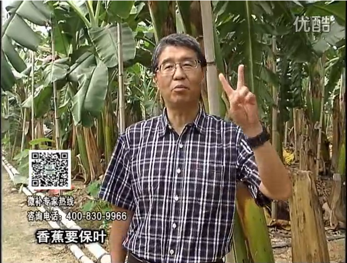 20161128珠江臺搖錢(qián)樹(shù)：香蕉用微補方案，預防減少黃葉、抽蕾膨蕉好
