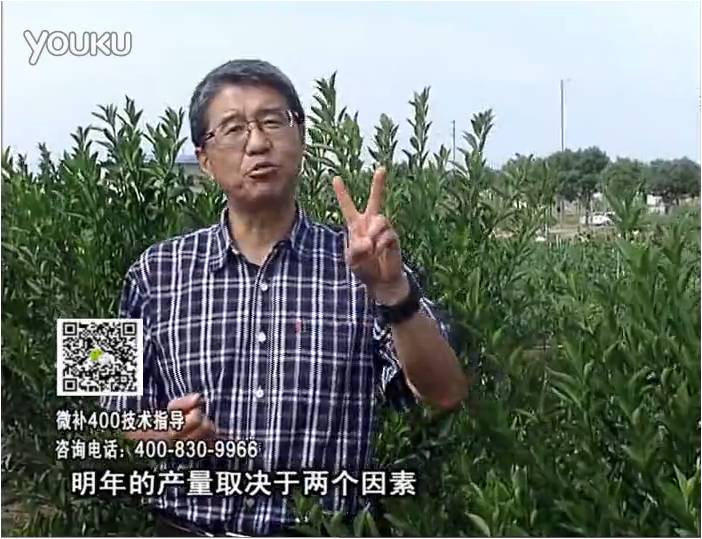 20161205珠江臺搖錢(qián)樹(shù)：柑橘?lài)娛┪⒀a花力+碧力、下因迪樂(lè )有機肥，促花恢復長(cháng)勢好