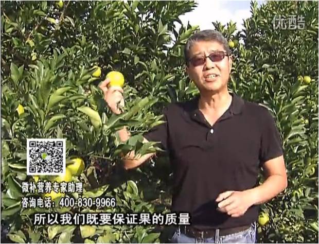 20161212珠江臺搖錢(qián)樹(shù)：紅江橙淋微補根力鈣+沖力，噴紅果力，樹(shù)勢壯，果品質(zhì)好