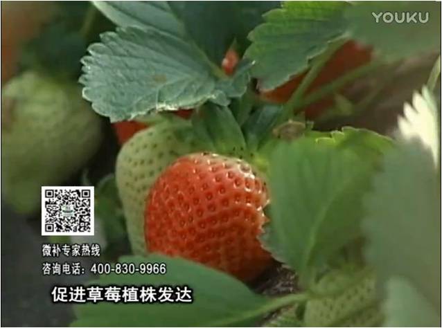 20161219珠江臺搖錢(qián)樹(shù)：草莓如何壯長(cháng)、果大品質(zhì)高？