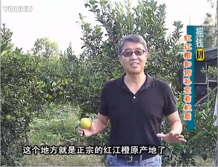 20161219珠江臺搖錢(qián)樹(shù)：紅江橙用微補方案，裂果少、樹(shù)勢好