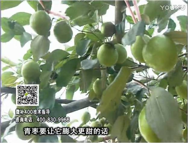 20161226珠江臺搖錢(qián)樹(shù)：青棗用微補方案，健壯長(cháng)勢，提高來(lái)花坐果