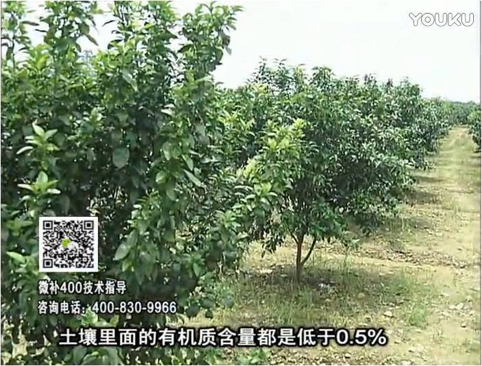 20161226珠江臺搖錢(qián)樹(shù)：柑橘?lài)娢⒀a蓋力防霜凍果、采后促花恢復樹(shù)勢撒微補倍力+有機肥