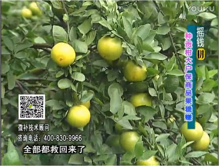 20170102珠江臺搖錢(qián)樹(shù)：柑橘?lài)娢⒀a蓋力防凍抗凍，采后冬肥下微補倍力+有機肥