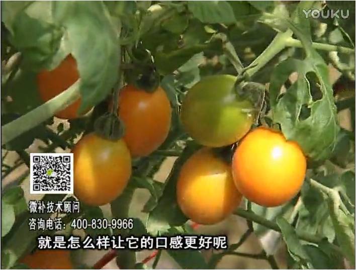 20170102珠江臺搖錢(qián)樹(shù)：番茄臍腐病、裂果、抗凍如何做？澆施微補根力鈣+精力，葉噴微補葉面肥