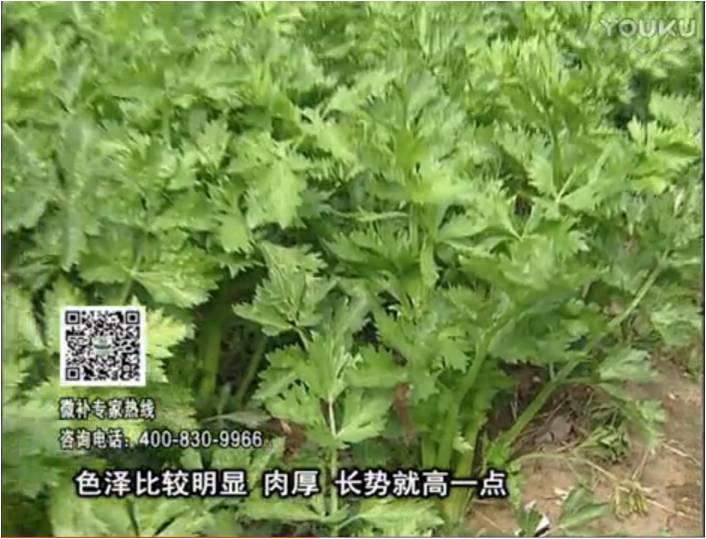 20170109珠江臺搖錢(qián)樹(shù)：葉菜如何種？長(cháng)勢好又高產(chǎn)！