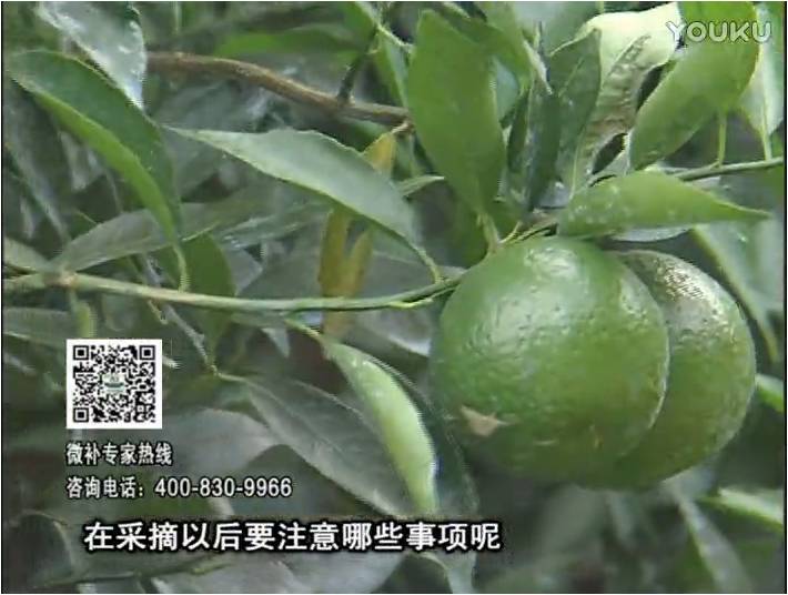 20170109珠江臺搖錢(qián)樹(shù)：新會(huì )柑用微補方案，保樹(shù)好，果品質(zhì)高，年年有收獲