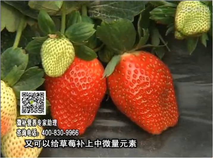 20170123珠江臺搖錢(qián)樹(shù)：草莓用微補方案，促根苗壯、開(kāi)花坐果好