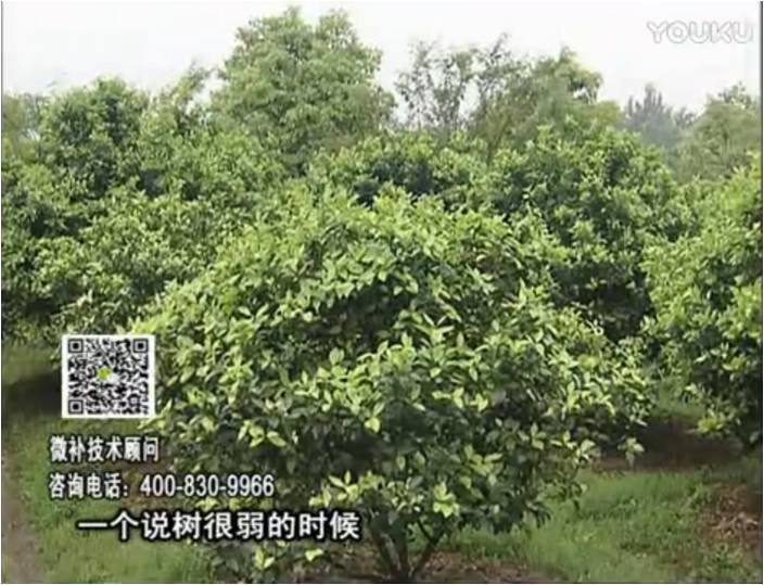 20170206珠江臺搖錢(qián)樹(shù)：柑橘用微補方案，壯樹(shù)促花壯花好