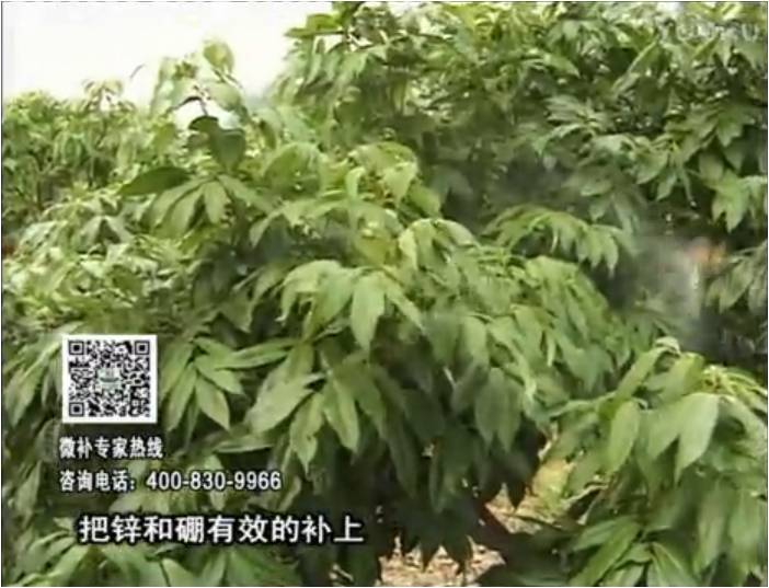 20170213珠江臺搖錢(qián)樹(shù)：荔枝噴施微補花力+硼力，補充鋅硼健壯來(lái)花