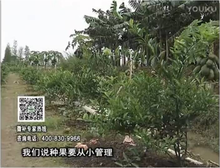 20170213珠江臺搖錢(qián)樹(shù)：柑橘小樹(shù)用微補方案，促根保樹(shù)好