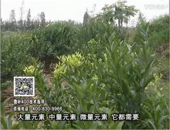 珠江臺搖錢(qián)樹(shù)：柑橘?lài)娛┪⒀a花力+硼力，補充鋅硼健壯來(lái)花，利坐果