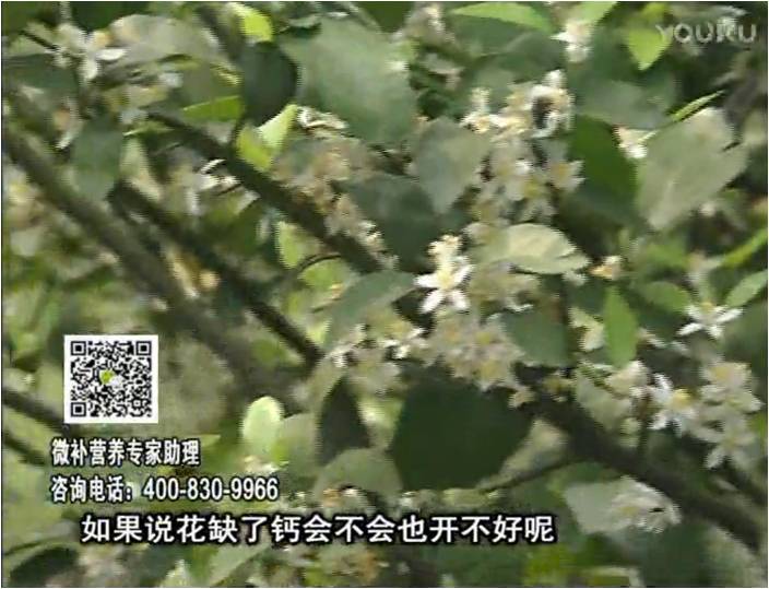 珠江臺搖錢(qián)樹(shù)：柑橘淋微補根力鈣+精力，促根壯春梢，花壯利坐果