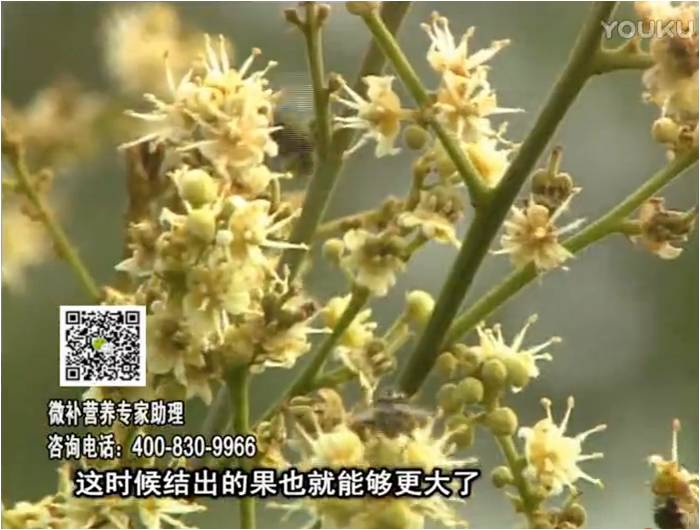 珠江臺搖錢(qián)樹(shù)：龍眼淋沖微補根力鈣+沖力鎂，促根保樹(shù)