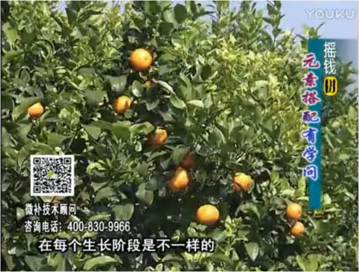 20170306珠江臺搖錢(qián)樹(shù)：柑橘淋沖微補方案，針對不同需求正確補充元素，平衡營(yíng)養健壯長(cháng)