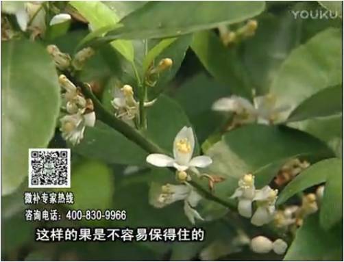 20170313珠江臺搖錢(qián)樹(shù)：柑橘淋沖微補根力鈣+精力，噴微補花力+硼力，來(lái)花健壯，預防減少弱花畸形花