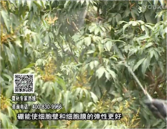 20170313珠江臺搖錢(qián)樹(shù)：荔枝噴微補果力+硼力，保果好
