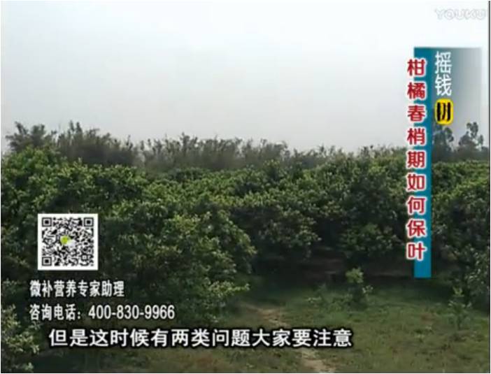 20170327珠江臺搖錢(qián)樹(shù)：柑橘預防春梢不轉綠，撒微補倍力、淋沖力鎂