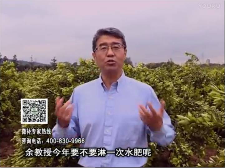 20170424珠江臺搖錢(qián)樹(shù)：柑橘樹(shù)弱保果難度大，淋沖微補根力鈣+精力+精華粉，保樹(shù)保果好