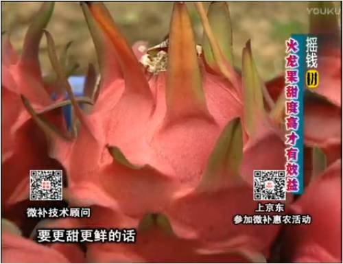 20170417珠江臺搖錢(qián)樹(shù)：火龍果用微補方案，開(kāi)花坐果好，提高品質(zhì)