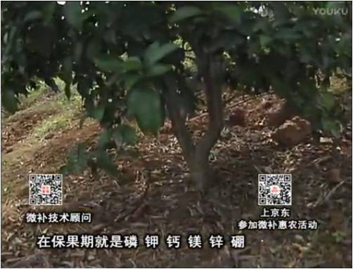 20170417珠江臺搖錢(qián)樹(shù)：柑橘?lài)娛┪⒀a果力+硼力+精華粉，保果好，果青綠