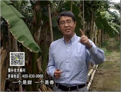 20170327珠江臺搖錢(qián)樹(shù)：香蕉噴施微補果力+碧力+壯力、撒微補倍力，提高品質(zhì)、同時(shí)減肥提產(chǎn)