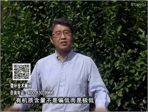 20170327珠江臺搖錢(qián)樹(shù)：撒施因迪樂(lè )有機肥、用因迪樂(lè )有機精華粉，調酸增加果地有機質(zhì)