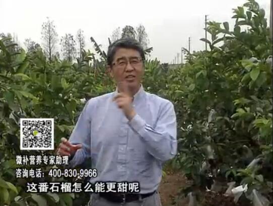 20170327珠江臺搖錢(qián)樹(shù)：番石榴噴施微補果力+壯力，補充磷鉀鈣鎂等，促進(jìn)果甜品質(zhì)高