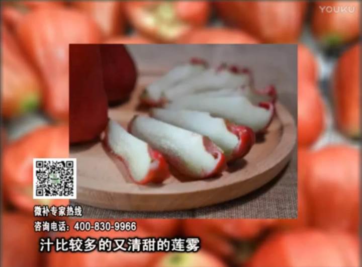 20170424珠江臺搖錢(qián)樹(shù)：蓮霧淋沖微補水肥，壯長(cháng)、提高果實(shí)品質(zhì)賣(mài)價(jià)