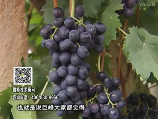 20170501珠江臺搖錢(qián)樹(shù)：葡萄用微補方案，品質(zhì)高，賣(mài)價(jià)好