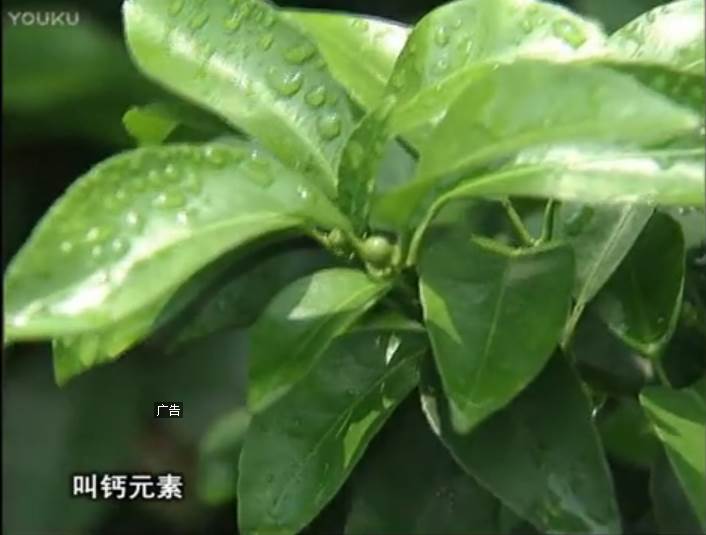 20170508珠江臺搖錢(qián)樹(shù)：柑橘澆施微補根力鈣，補鈣，促根健壯長(cháng)勢