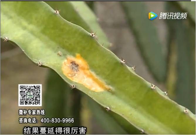 20170522珠江臺搖錢(qián)樹(shù)：火龍果爛葉病多怎么辦？