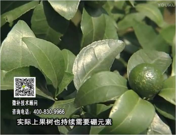 20170529珠江臺搖錢(qián)樹(shù)：貢柑蜜柚噴施微補蓋力+硼力，預防減少缺硼鈣裂果