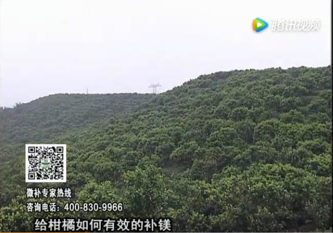 20170522珠江臺搖錢(qián)樹(shù)：柑橘落果黃葉是缺鎂？