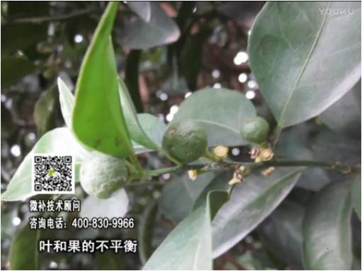 20170501珠江臺搖錢(qián)樹(shù)：柑橘?lài)娛┪⒀a果力+碧力、淋根力鈣+沖力鎂，穩果少落果，促根壯長(cháng)勢